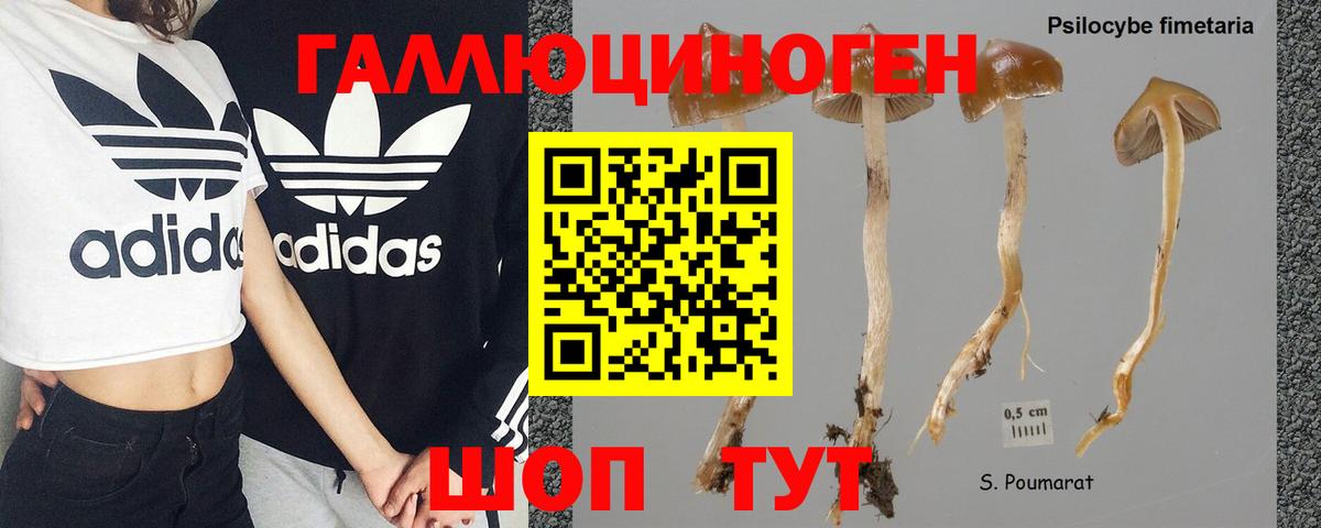 Кемерово  Псилоцибиновые грибы MAGIC MUSHROOMS  Вход с VPN  Псилоцибиновые грибы Psilocybe 